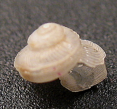 Anatoma aspera e  A. umbilicata